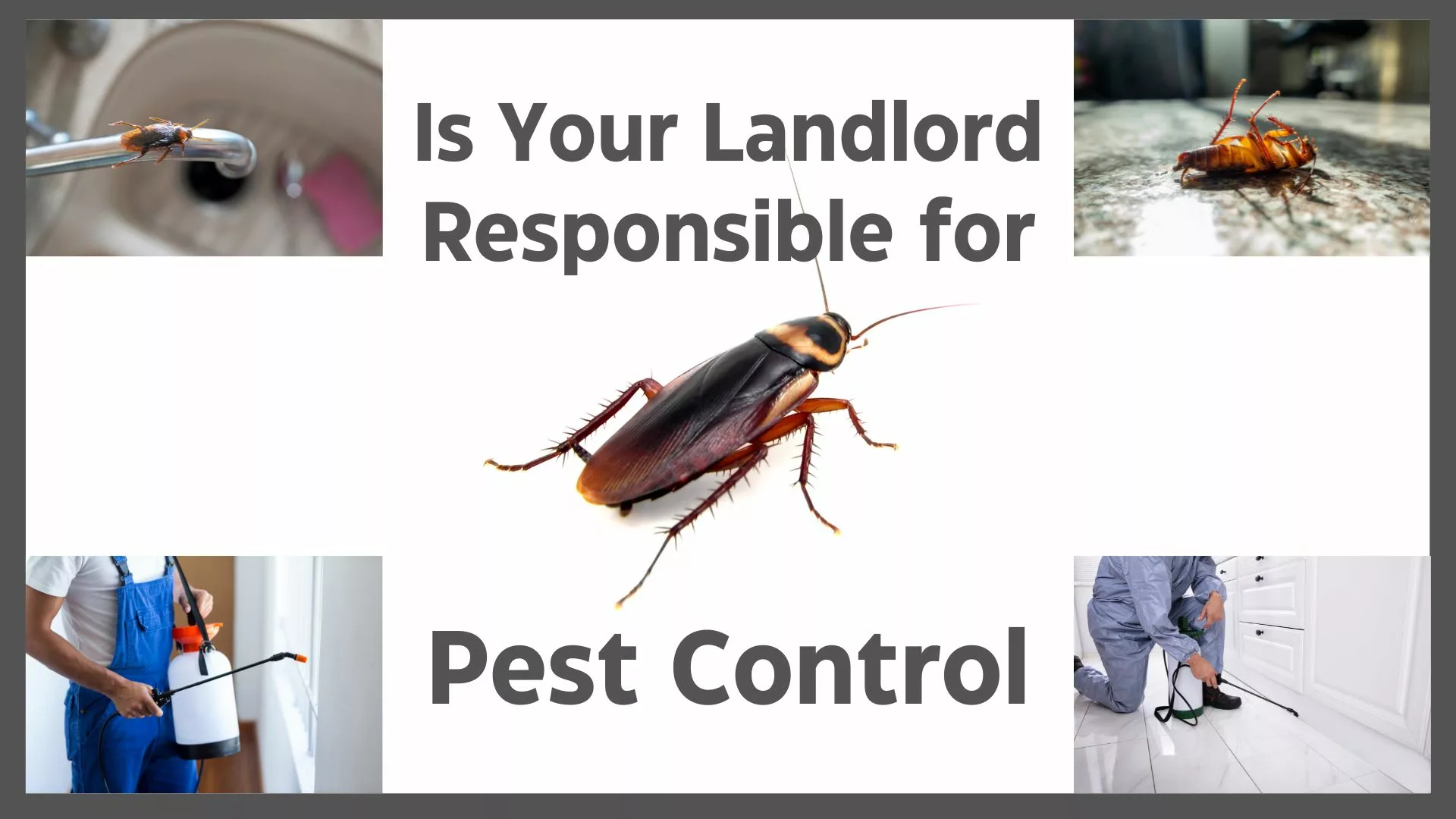 pest-control-responsibility-landlord-or-tenant-real-estate-adventurer